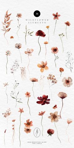 watercolor flowers on white paper with the words wildflower