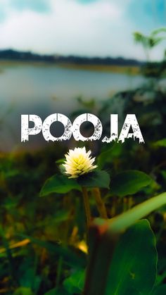 a flower with the word poola written on it in front of a body of water