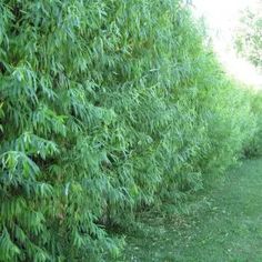 an image of a hedge that is very tall