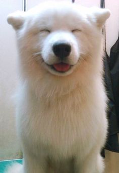 a close up of a white dog with its eyes closed and mouth open, standing next to a black bag