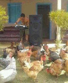 a man standing in front of a group of chickens on the grass next to a speaker