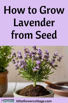 lavender plant in a pot with the title how to grow lavender from seed on it