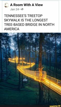 a long bridge in the middle of a forest with lights on it and trees at night