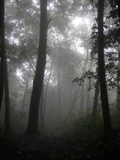 foggy forest with trees and leaves on the ground