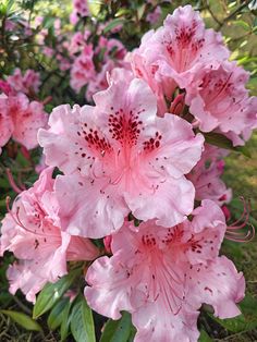 pink flowers are blooming in the garden