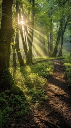 the sun is shining through the trees in the forest with green grass and dirt path