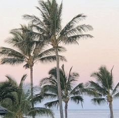 palm trees line the beach as the sun sets