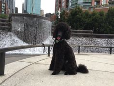 a black poodle sitting in front of a fountain with water spouting from it