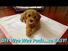 a small brown dog laying on top of a white rug with the words diy wee we puds so easy