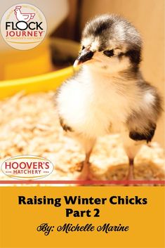 the cover of raising winter chicks part 2 by mike marine, with an image of a baby chick