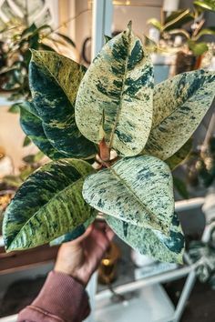 a person holding up a green and white plant