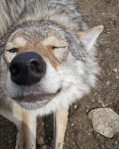 a close up of a wolf laying on the ground with it's eyes closed