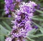 a purple flower with green leaves in the background