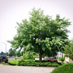 a large green tree sitting on the side of a road