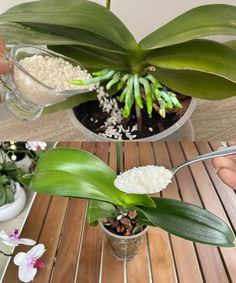 a person is holding a spoon over some plants