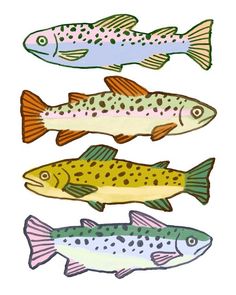 four different types of fish are shown in this drawing, and each one has an individual's name on it