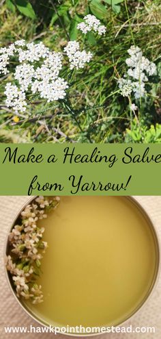 This recipe for how to make yarrow salve, a healing herbal salve, is an easy-to-make useful herbal salve. This salve made from yarrow has healing benefits for the skin and great to have on hand. Yarrow is a versatile and great herb with so many different possible medicinal properties. It is very easy to grow and is commonly found growing wild. Yarrow Salve, Herbal Salve Recipes, Homemade Salve, White Clover, Mosquito Bites, Healing Salves