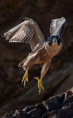 a bird flying over some rocks with its wings spread out and it's eyes open