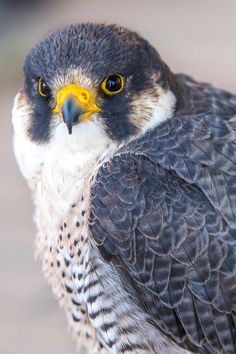 17 Beautiful North Carolina Birds | Peregrine Falcon Falcon Photography, Study Reference, Animal Magic, Animal Nature, Blue Birds, Baboon, Photography Beautiful