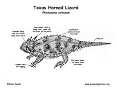 the texas horned lizard is labeled in its body and features parts to describe it's name