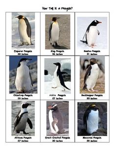 the penguins are all different sizes and colors in this picture, but there is no image to describe