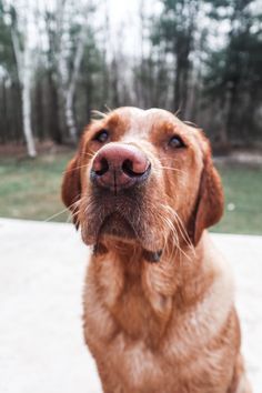 a brown dog is looking at the camera