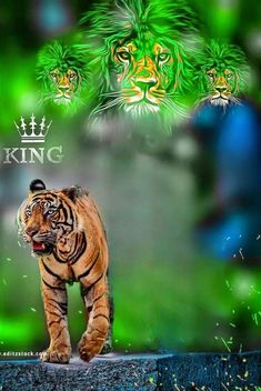 a tiger walking across a green field with two other tigers in the background and king written on it's chest