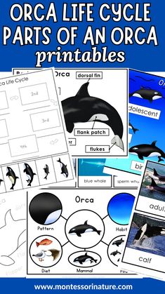 an orca life cycle worksheet for kids to learn how to use it