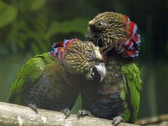 two colorful birds sitting on top of a tree branch