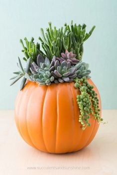 an orange pumpkin shaped planter with succulents