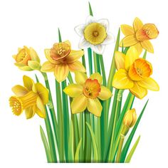 yellow and white daffodils with green stems on a white background, illustration