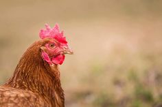 a close up of a chicken with a red comb on it's head and neck