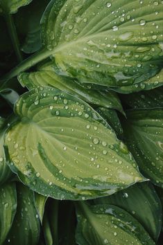 green leaves with drops of water on them