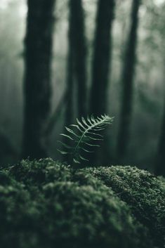 a fern leaf sitting on top of a moss covered rock in the middle of a forest