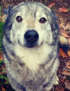 a close up of a dog with leaves on the ground in front of it's face