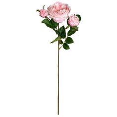 Create an attractive floral dcor accent with this charming English rose stem by Ashland. This stem has one large rose and two small roses surrounded by little green leaves. You can team it with other roses and add pearl sprays for an elegant touch. Size: 26” x 4” x 7”.  Color: Pink.