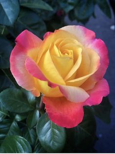 a yellow and pink rose with green leaves