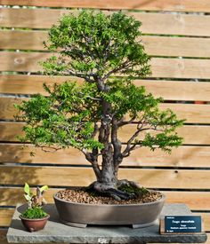 a bonsai tree in a pot on a table