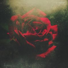 a red rose sitting on top of a window sill in front of a dark background