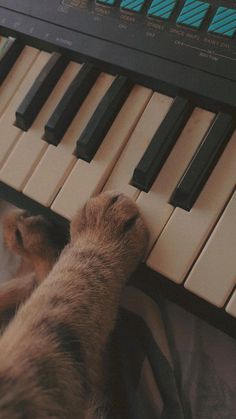 a dog is playing on an electronic keyboard