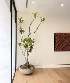 a potted plant sitting on top of a hard wood floor next to a wall