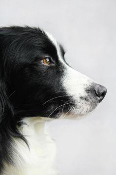 a black and white dog with yellow eyes looking off into the distance on a gray background