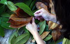 a woman is trimming leaves from a plant on a wooden table in front of other plants