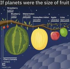 an image of the different types of fruit hanging from a tree branch with labels on it