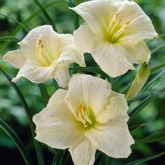 three white flowers with green leaves in the background