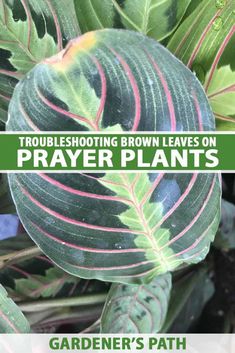 7 of the Top Reasons for Brown Leaves on Prayer Plants | Gardener’s Path Plant Growing Ideas, Clean Air Plants, Plant Leaves Turning Brown, Plants For Bathroom, Plants For Low Light, Indoor Plant Care Guide, Plants For Bedroom, Tropical Indoor Plants