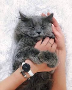 a person holding a cat in their hands while wearing a watch and bracelets on her wrist