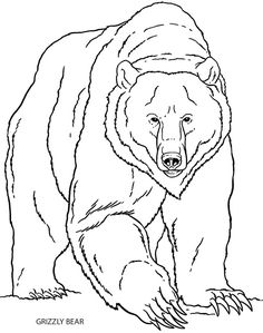 the grizzly bear is running and looking for food to eat coloring pages, animal coloring pages