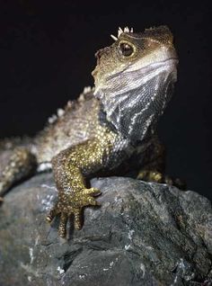 an iguana sitting on top of a rock in front of a dark background