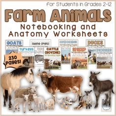 Farm Animals Notebooking & Anatomy Printables - Homeschool Helper Online Free Printable Farm Animals, Anatomy Printables, Printable Farm Animals, Farm Animal Toys, Bantam Chickens, Pot Belly Pigs, Free Horses